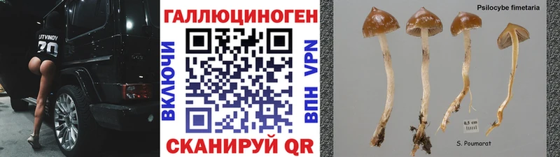 OMG ссылки  дарнет шоп  Котово  Галлюциногенные грибы Psilocybe 